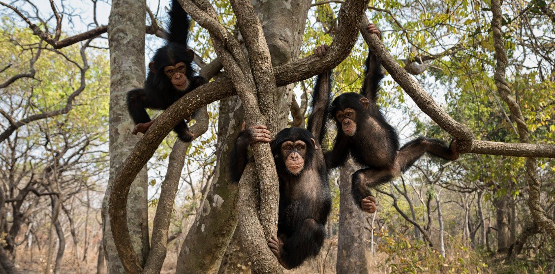 Centre de Conservation pour Chimpanzés, Parc National du Haut Niger, Guinea